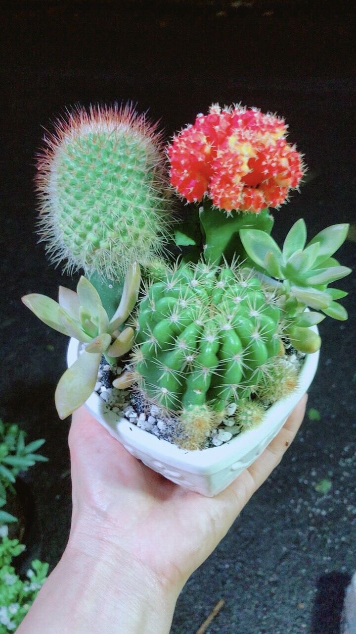 Chậu Cây Xương Rồng Tiểu Cảnh
