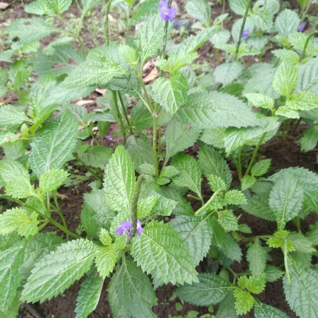 Cây đuôi chuột hoa tím giống cao khoảng 10cm