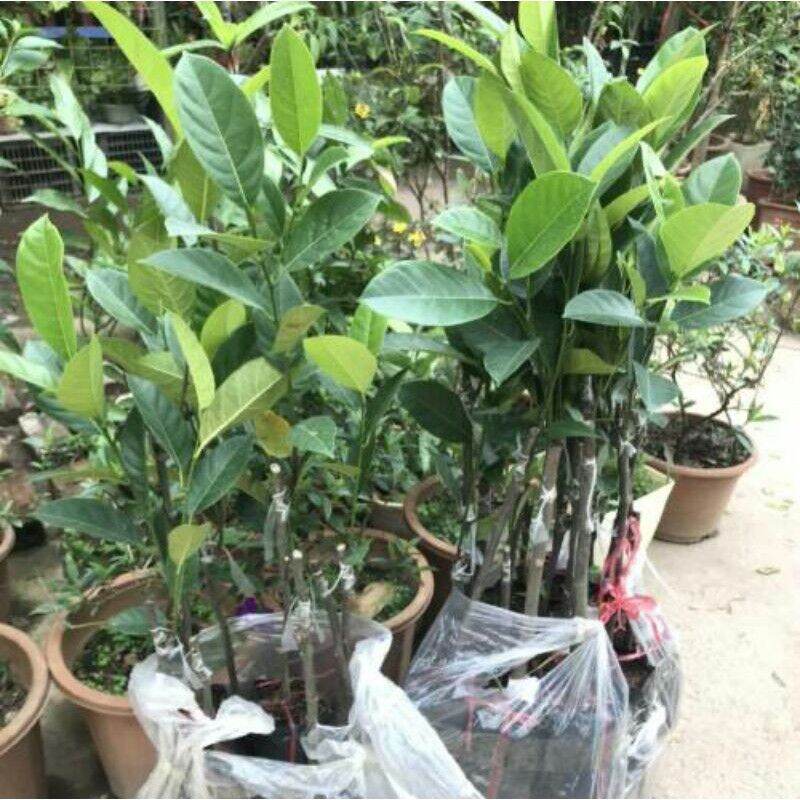 Cây giống mít tố nữ mã lai malaysia