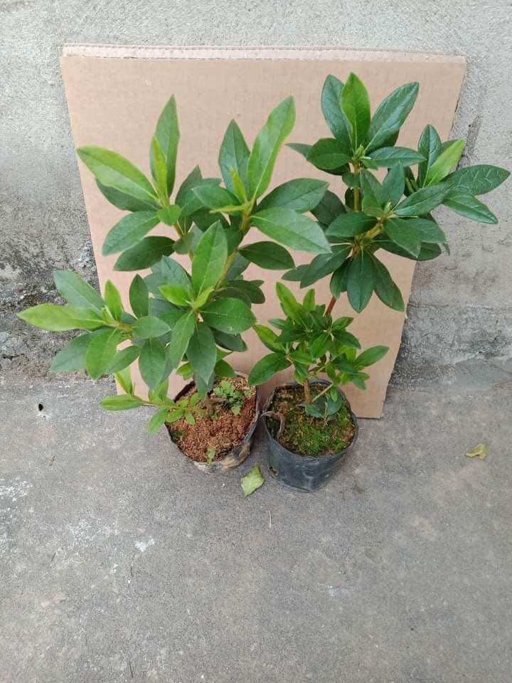 Cây giống hoa đỗ quyên - cây giống bán ảnh cuối