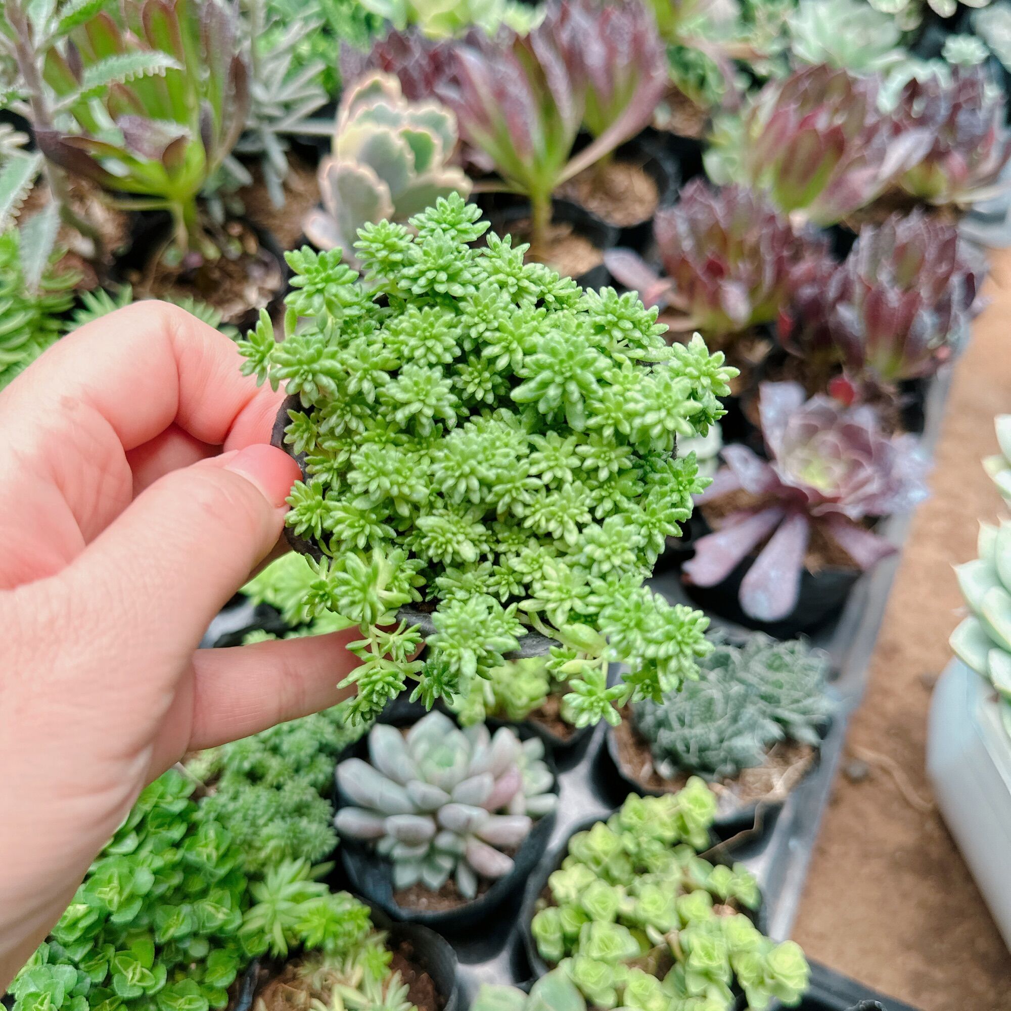 Sedum xanh xuất vườn đà Lạt size bầu