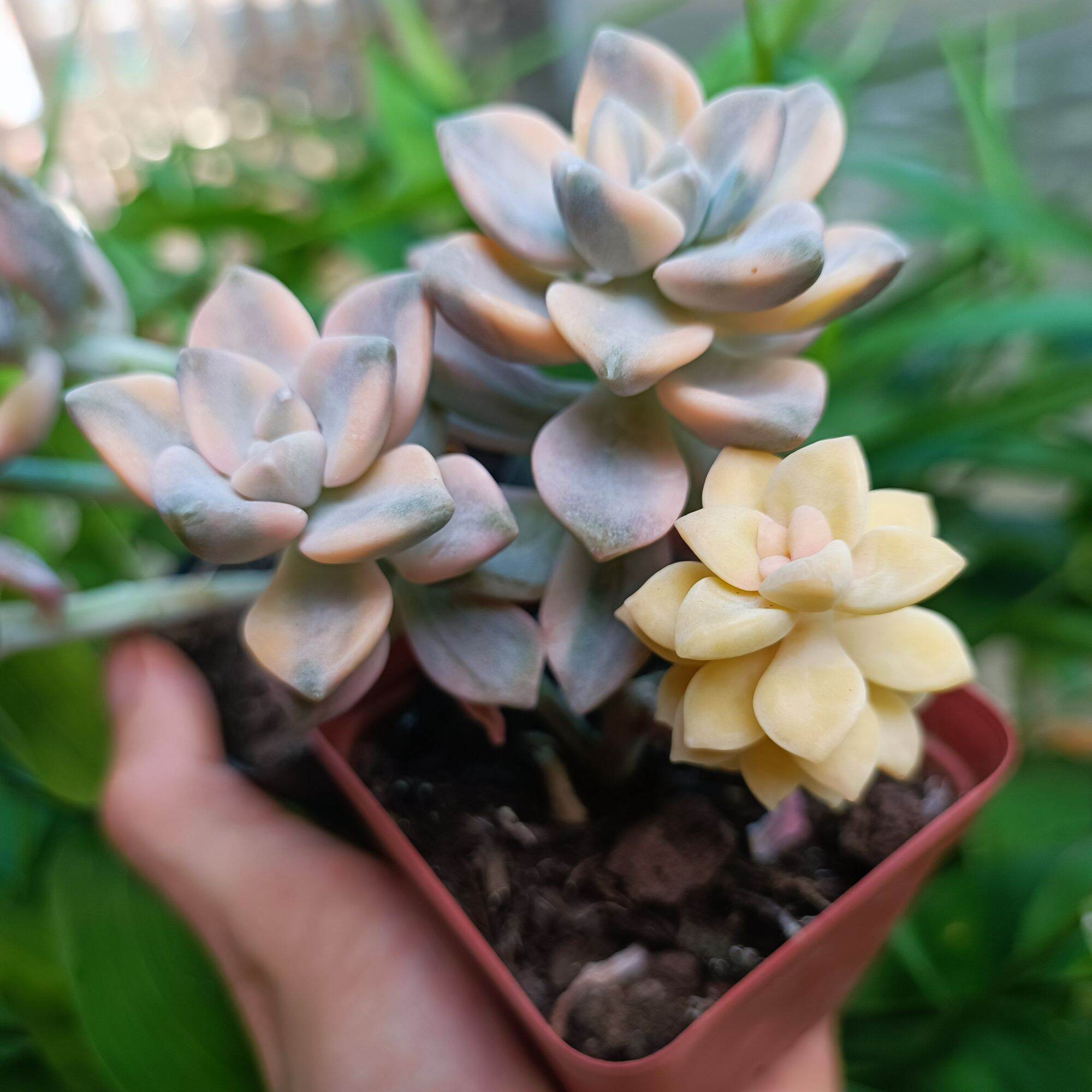 Sale 60%-Sen Đá Var đột biến