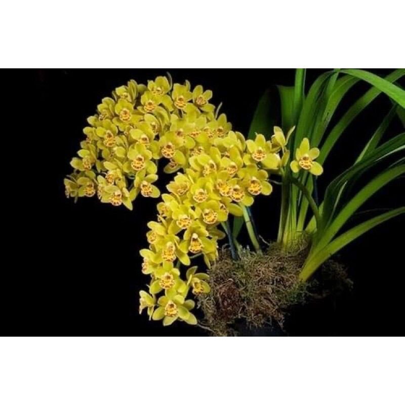 Hoa lan kiếm mix màu(1caay)