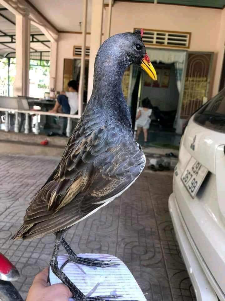 Cúm Núm Trống mồi giả