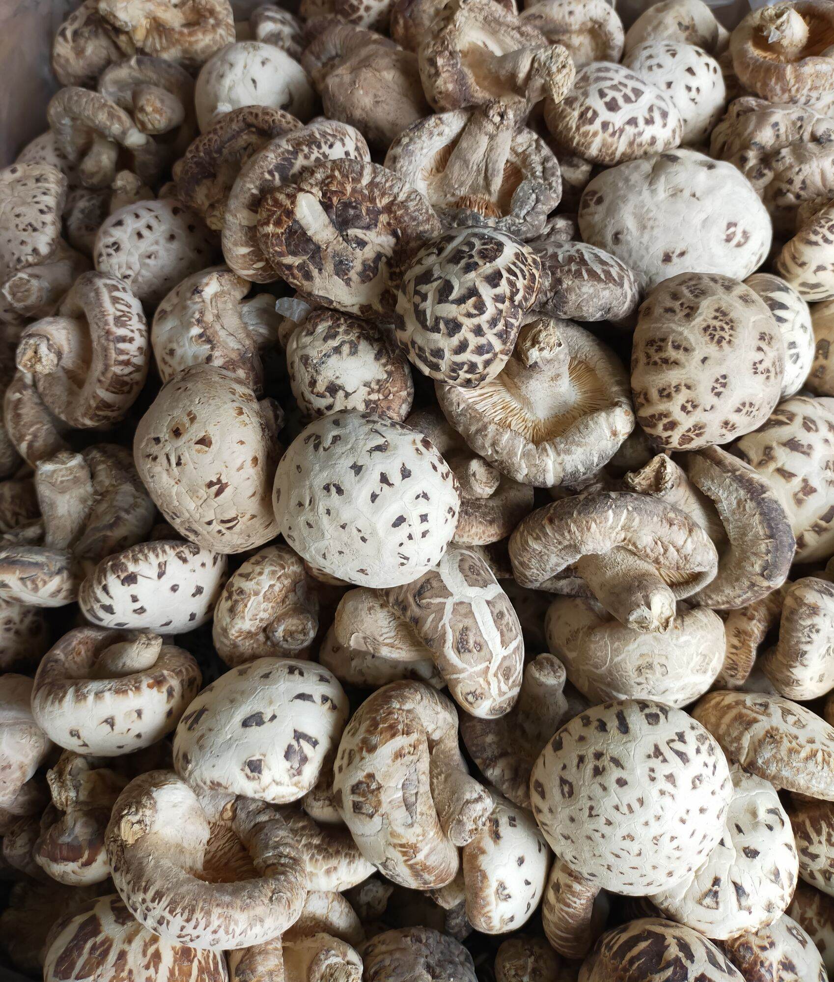 NẤM ĐÔNG CÔ KHÔ NHẬT BẢN 500G