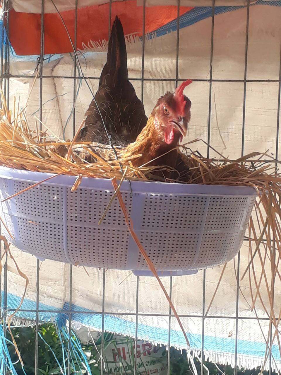 GÀ NÒI LỚN KÝ ,NỌC 4KG ,10 TRỨNG GÀ NÒI ASIU MỸ ,ẤP NỞ CON GIỐNG ,TRẠI GÀ NÒI THÀNH ĐÔNG LONG AN.