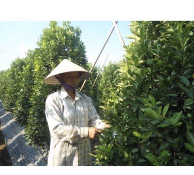 100Gr Lá Nguyệt Quế Khô (Bay Leaf)