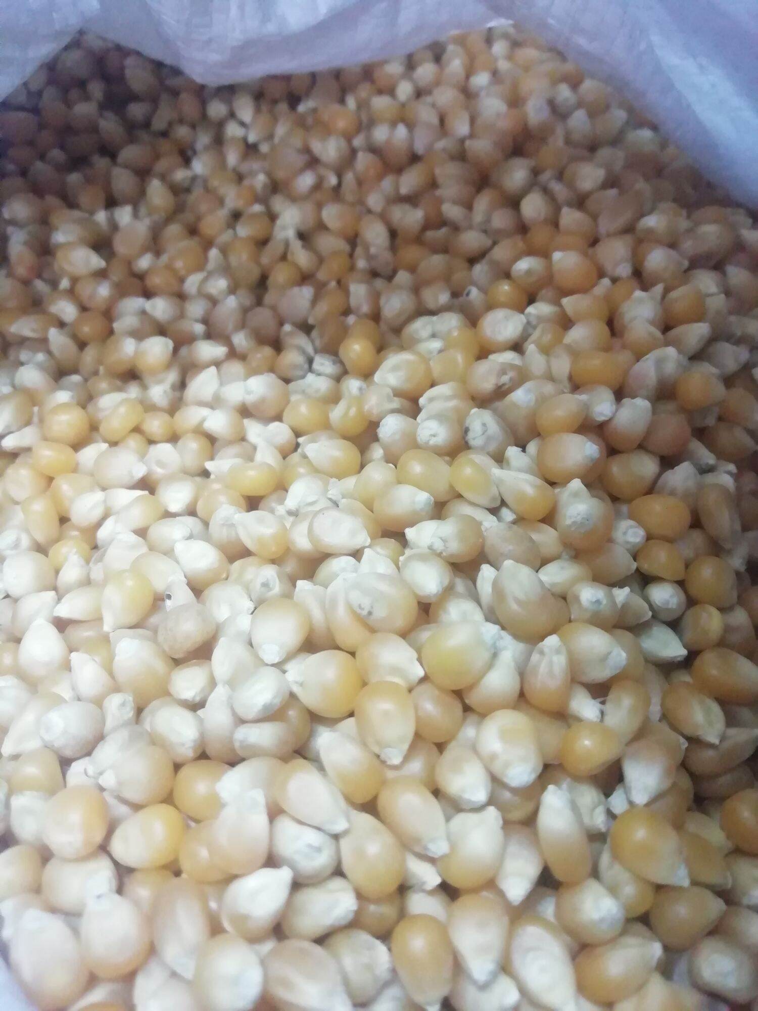 Bỏng ngô, bắp nổ gói 500g