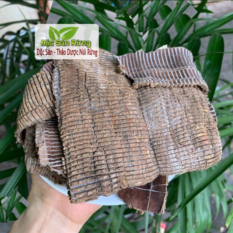 ( 100gr ) Đỗ Trọng khô - Bổ Thận , Mạnh Gân Cốt
