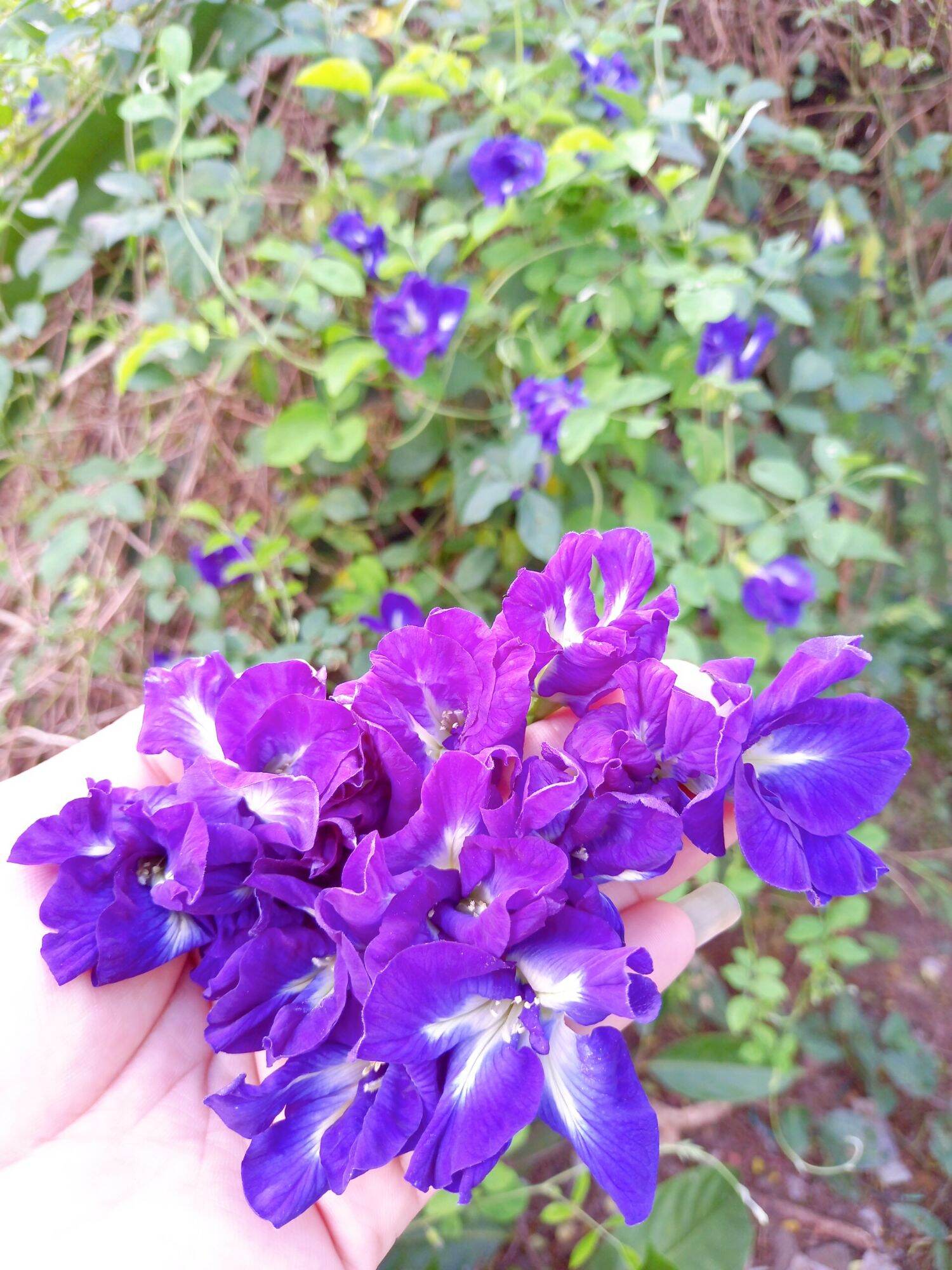 Hạt  hoa đậu biếc  kép (to) 20 hạt