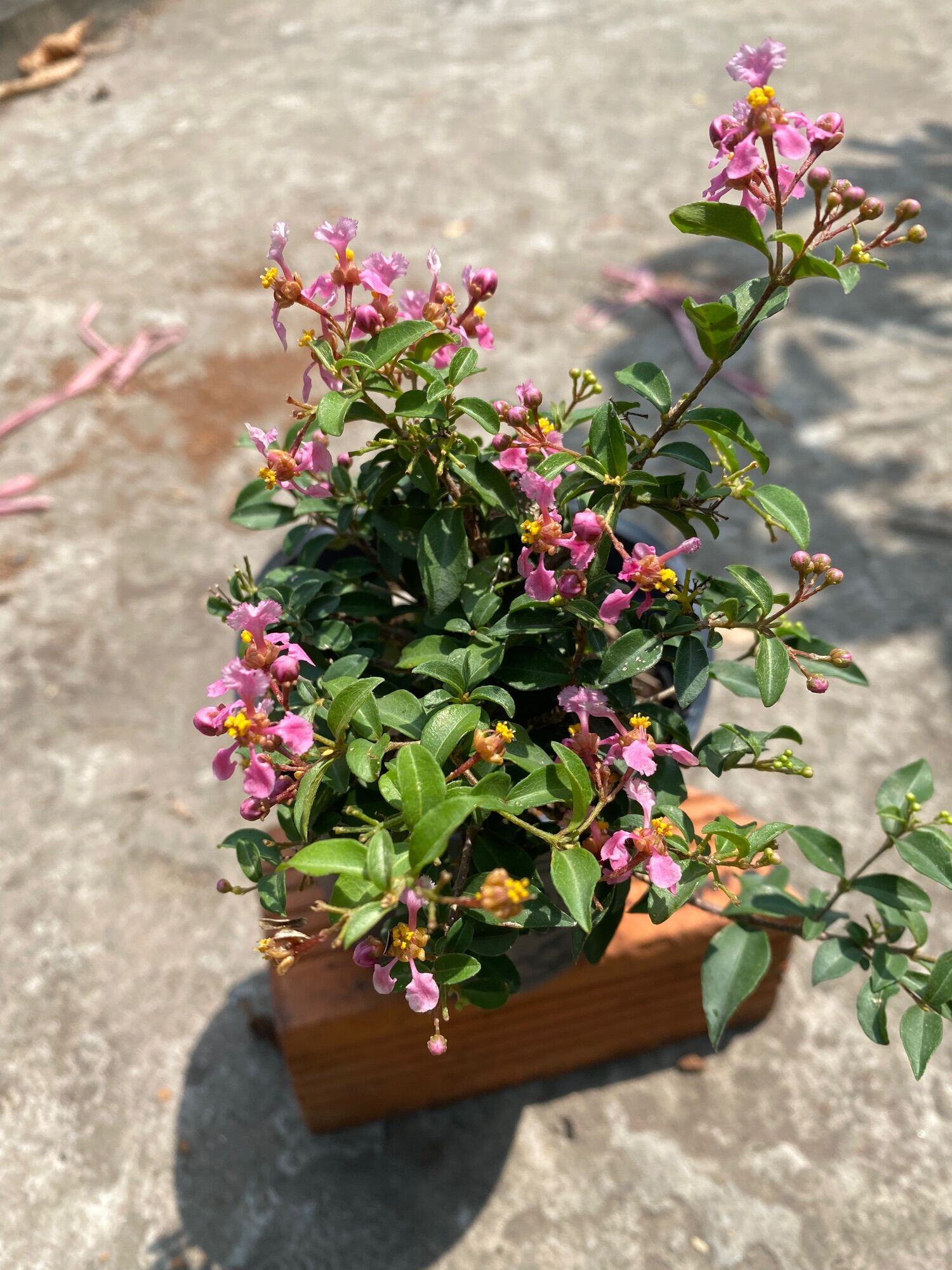 Hồng Ngọc Mai bonsai mini