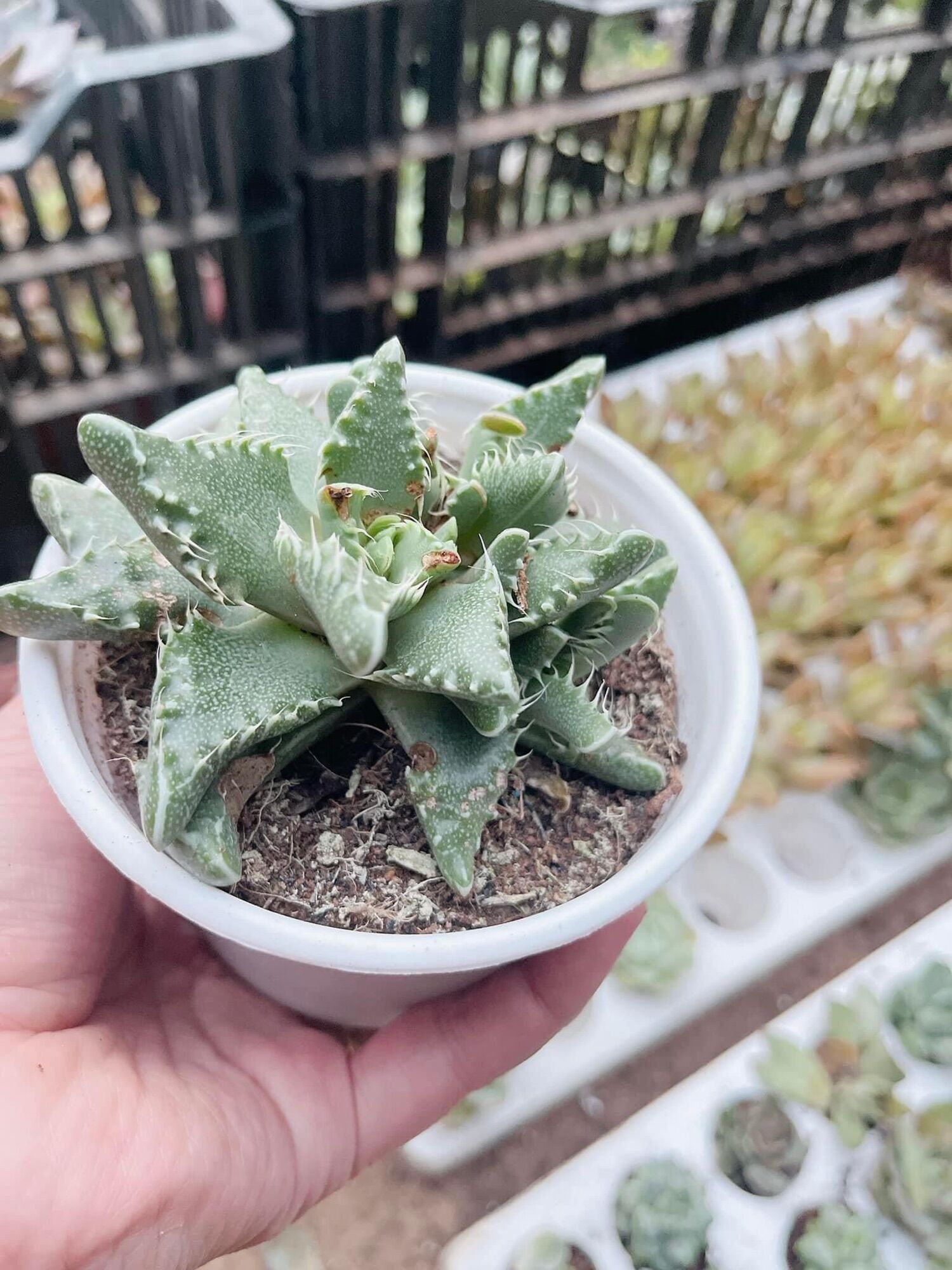 Sen đá hàm cá mập cute size trung