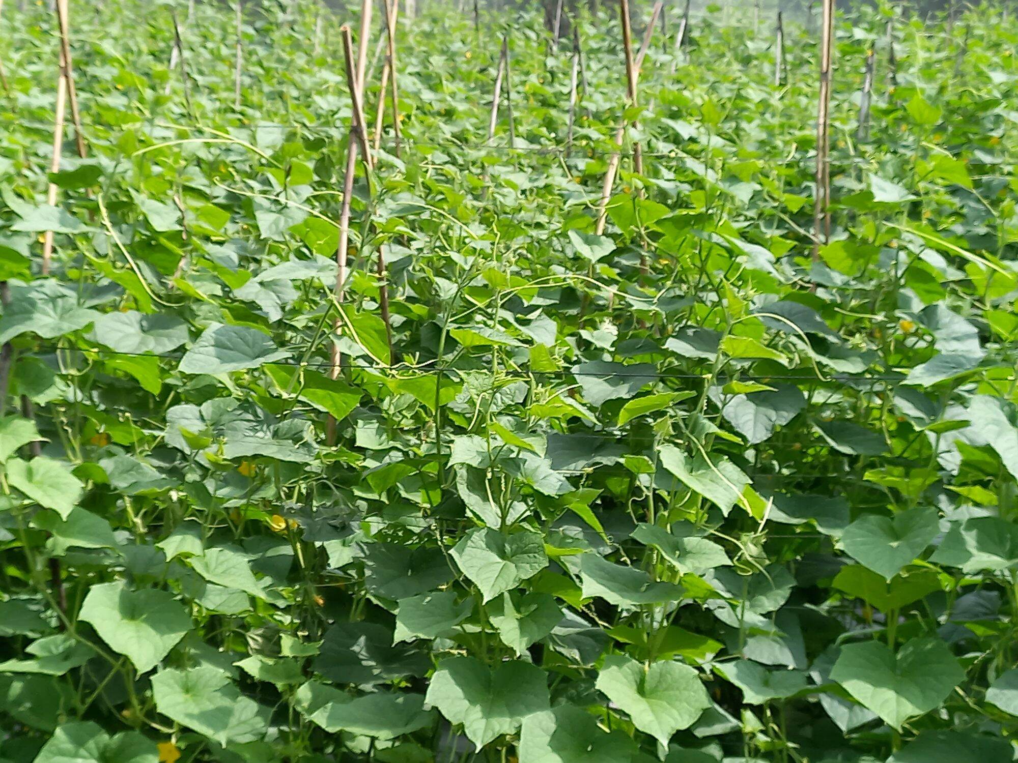 Hạt giống dưa leo Agri Mekong 666 (10 gam, khoảng 400 hạt)