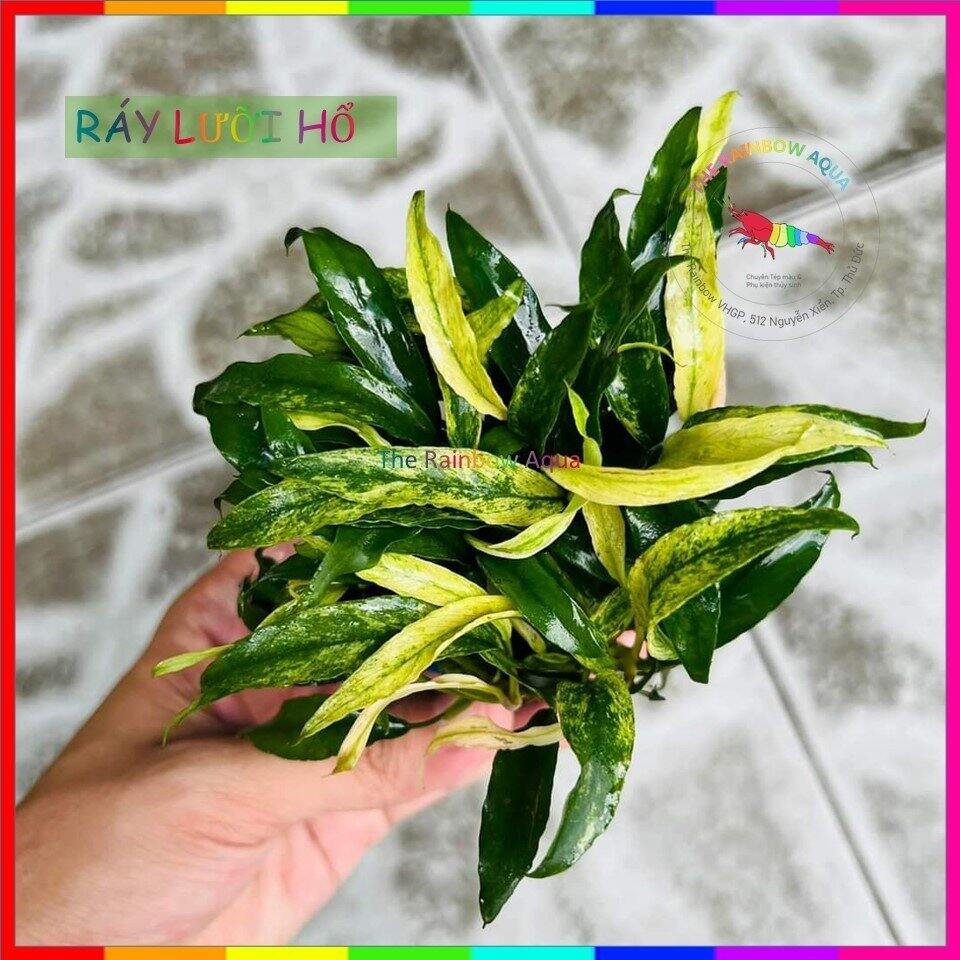 Cây ráy lưỡi hổ, ráy cẩm thạch, cây thủy sinh đẹp sống khỏe