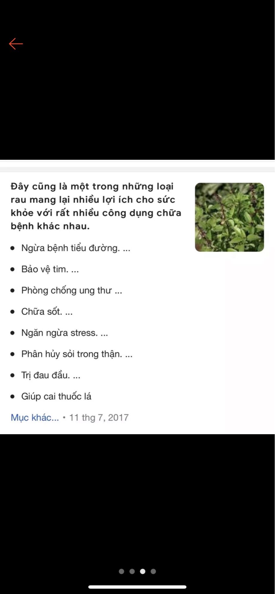 Chậu rau húng quế/ húng chó