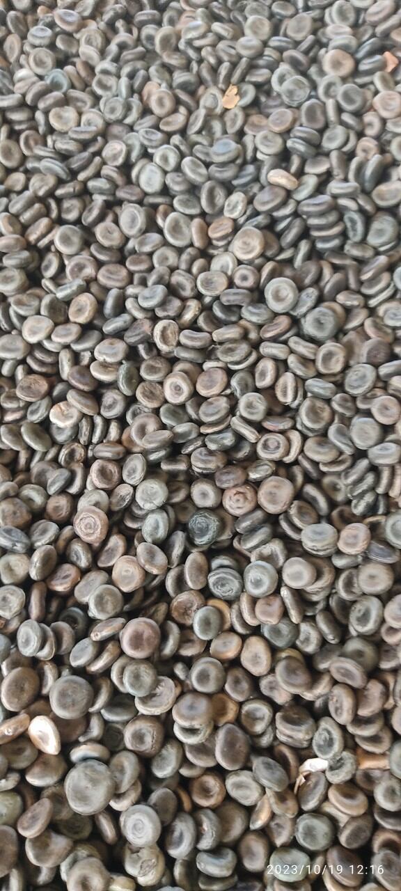500g hạt mã tiền đen