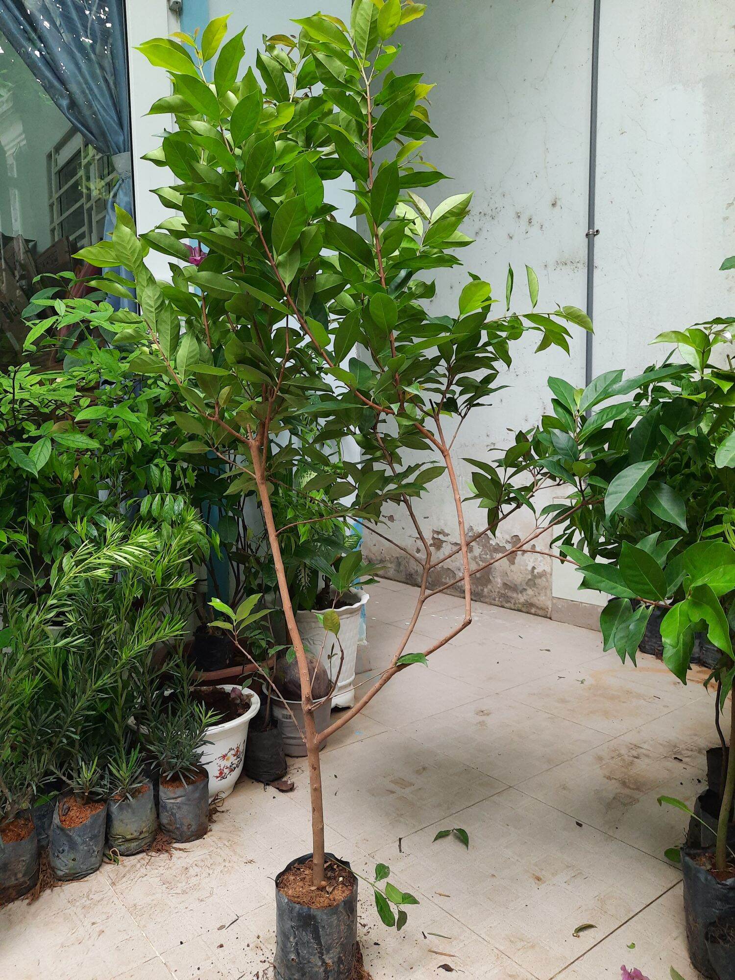 Boat Cassava Tree, Height 1m