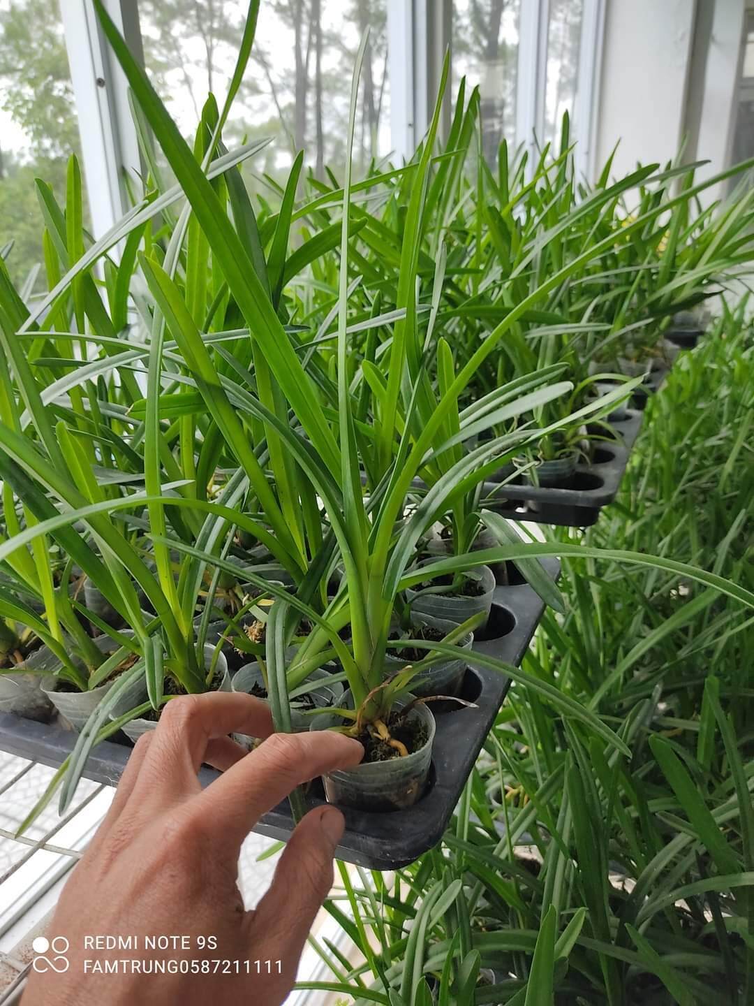 Lan kiếm xanh huế cây giống 6 tháng tuổi . quà tặng 50k khi mua 10 cây