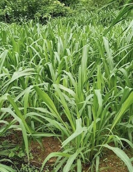 Cỏ sả lá lớn Ghine Monbasa gói 100g