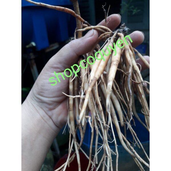 Củ sâm đất trái nổ 01 ký tươi