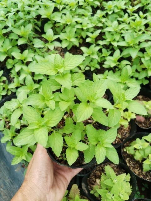 Chậu cây bạc hà Nhật - Japanesemint - Hàm lượng tinh dầu cao - Cây có mùo thơm của singum