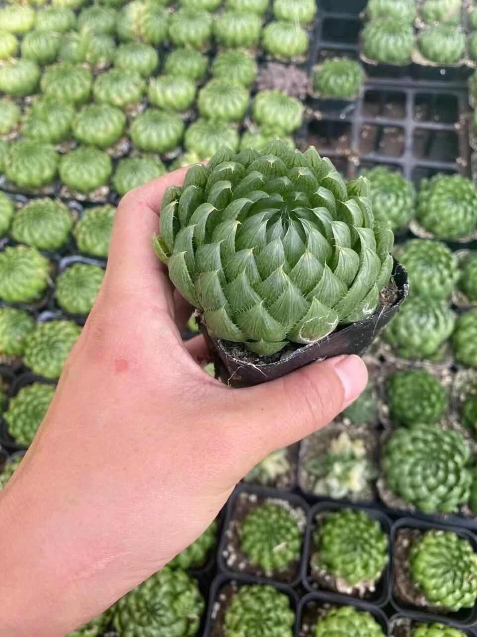 Siêu Sale Haworthia Dạ Quang Tròn Rất Đẹp.