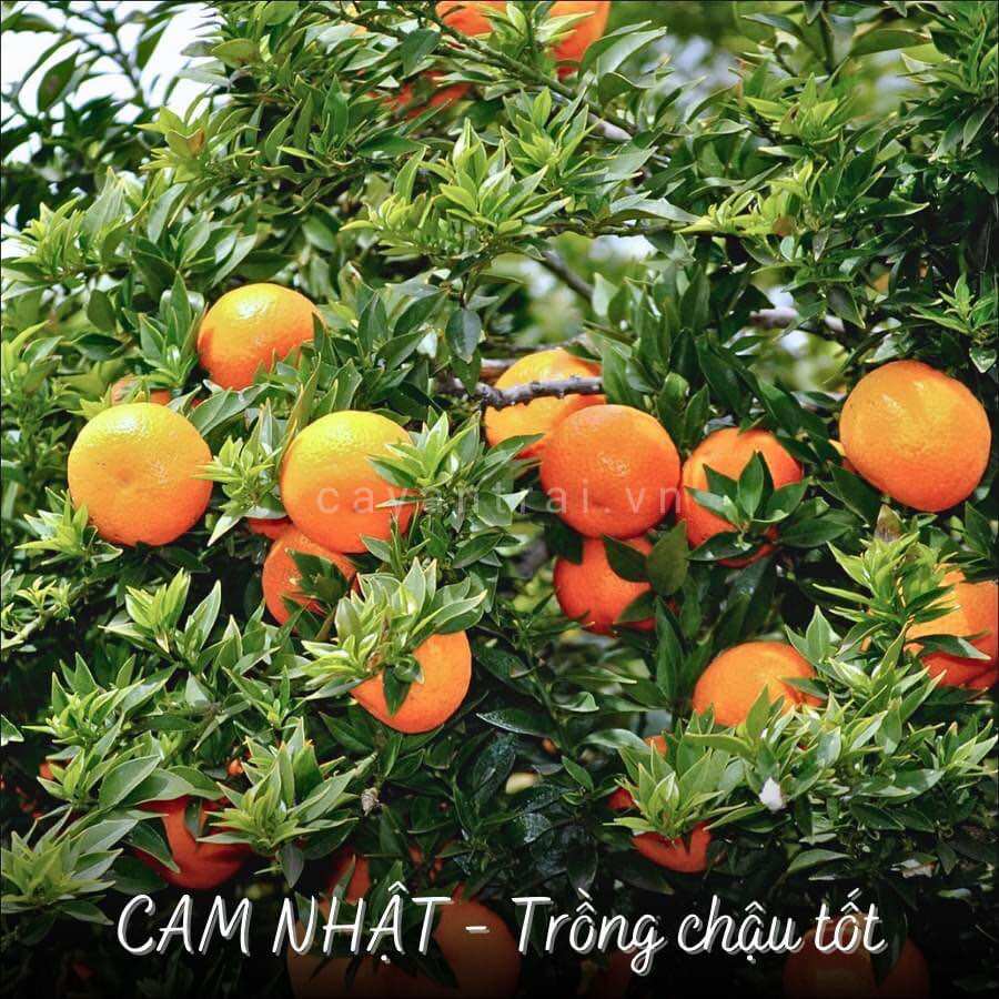Cây giống cam nhật