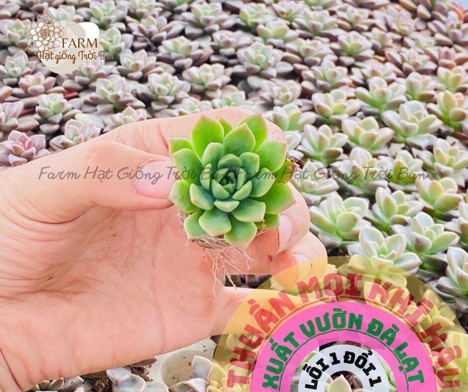 Sen đá mini size 3-5cm 😍 farm hạt giống trời ban
