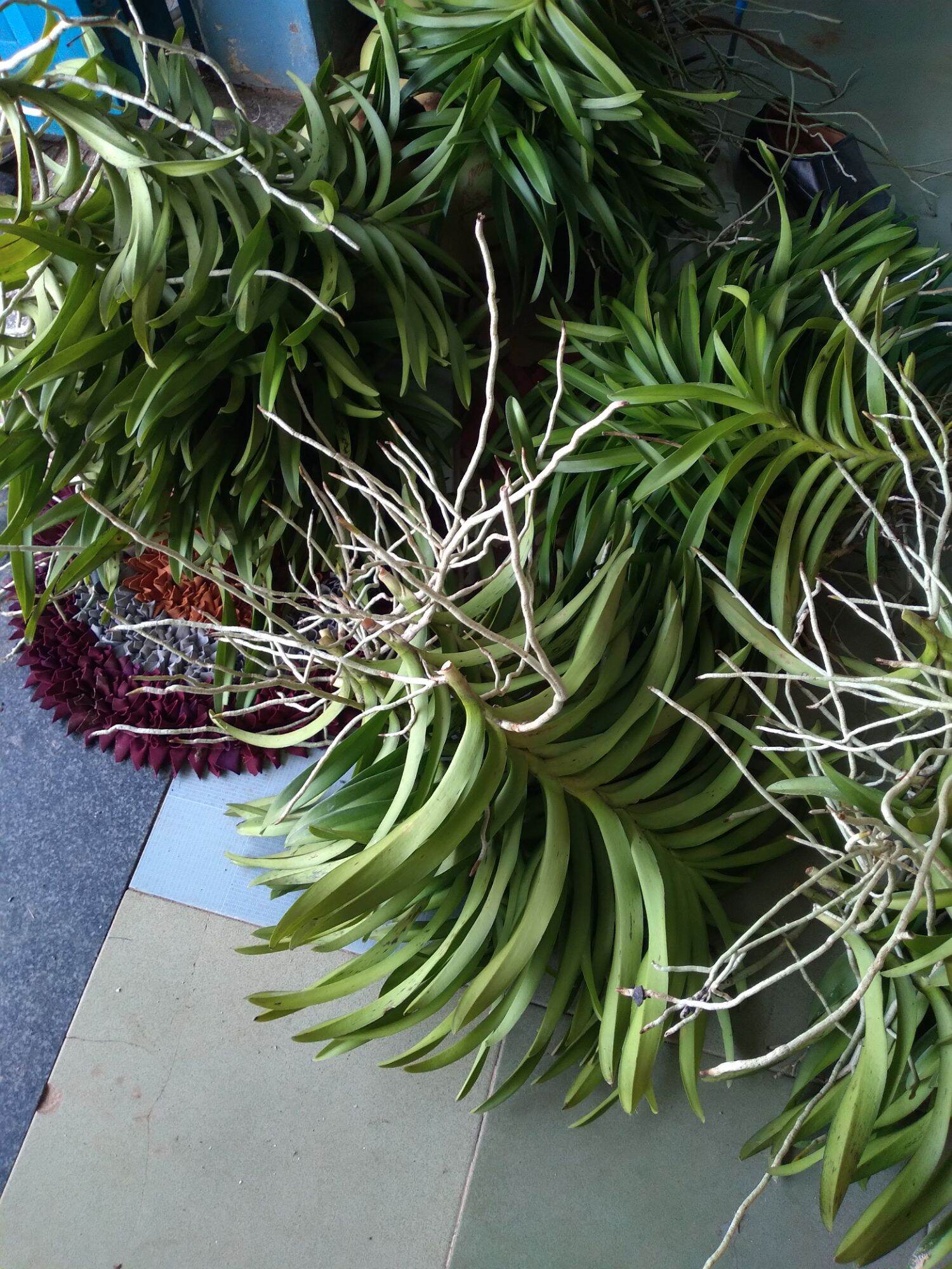 Combo 20 cây Lan Giống Mokara nhiều màu Đỏ,Vàng,Tím,Hồng,Trắng cây cao 20-30 cm