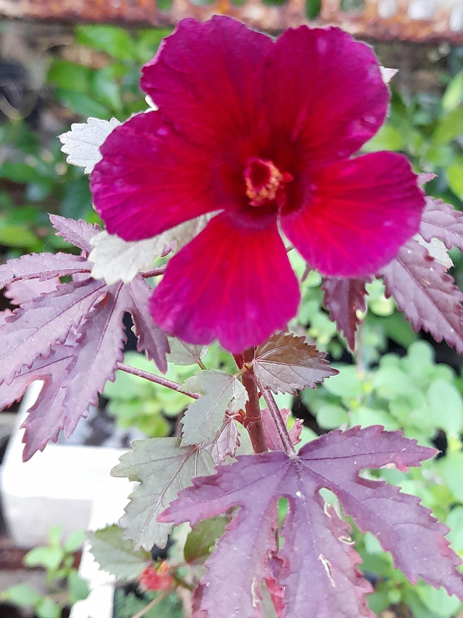 Salad Hibiscus (bụp giấm chua lá đỏ)