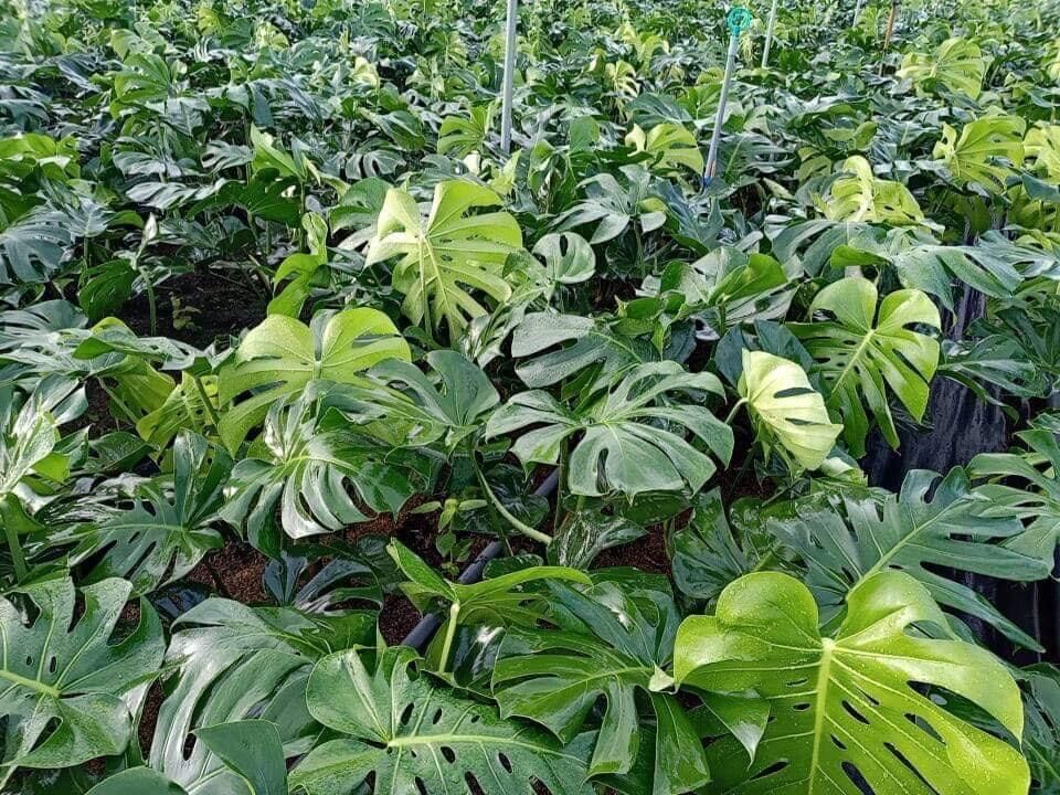 Cây trầu bà lá xẻ Nam Mỹ/ Monstera