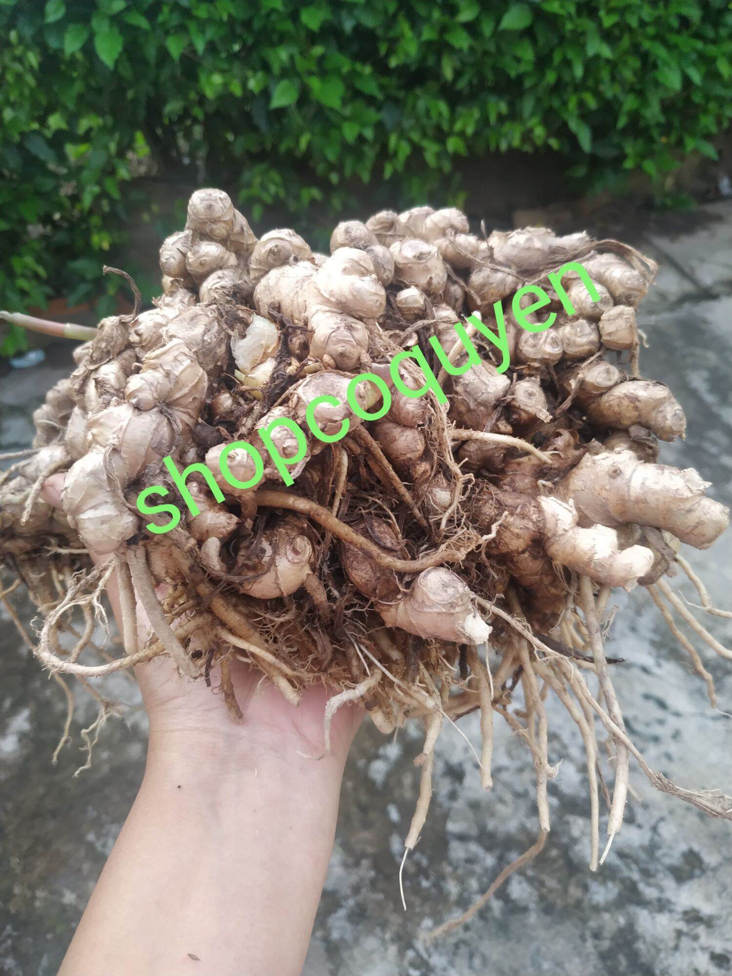 Củ gừng gió tươi làm thuốc hoặc làm giống