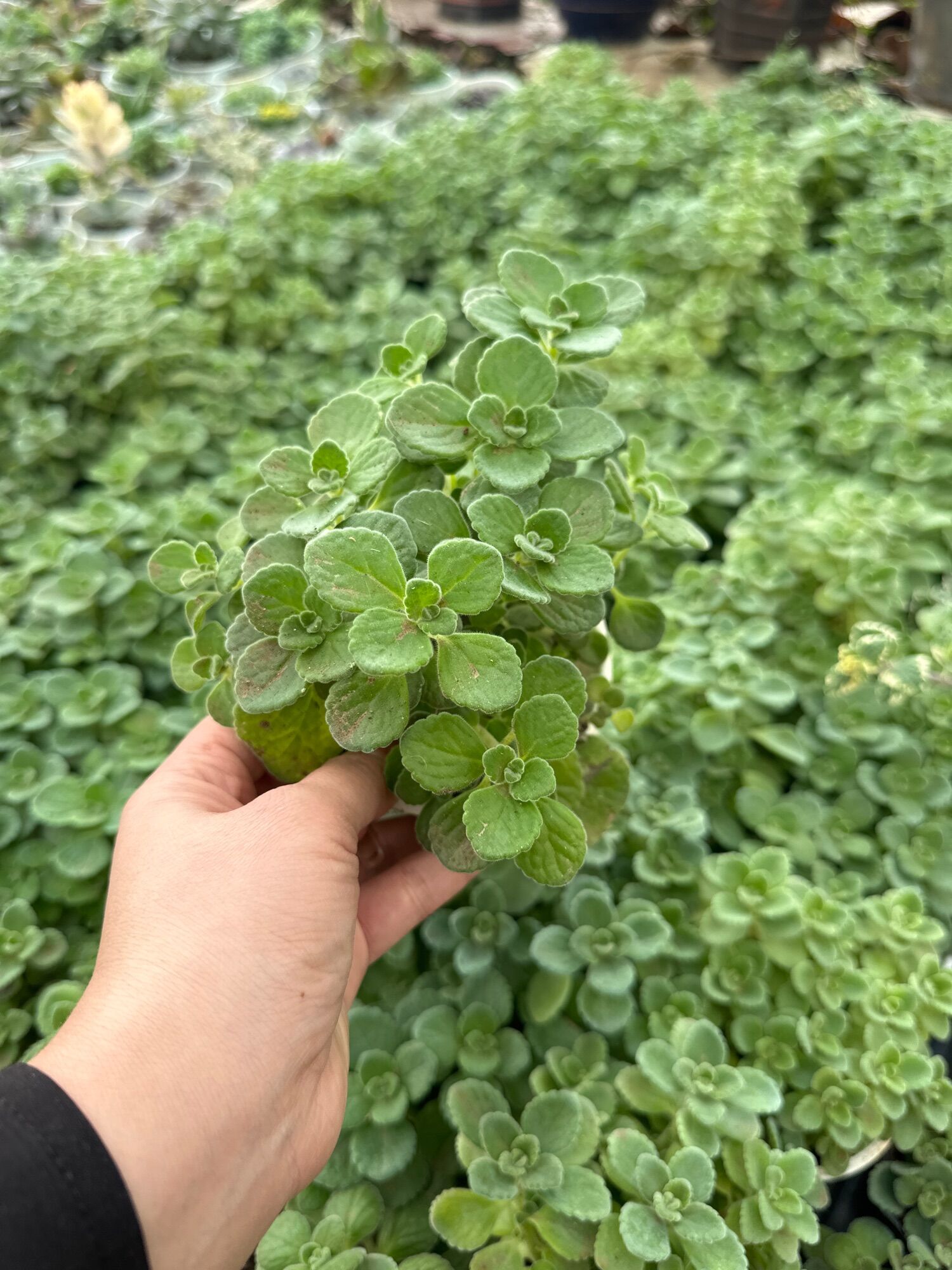 Sen thơm size trung 5-7cm xuất vườn đà Lạt