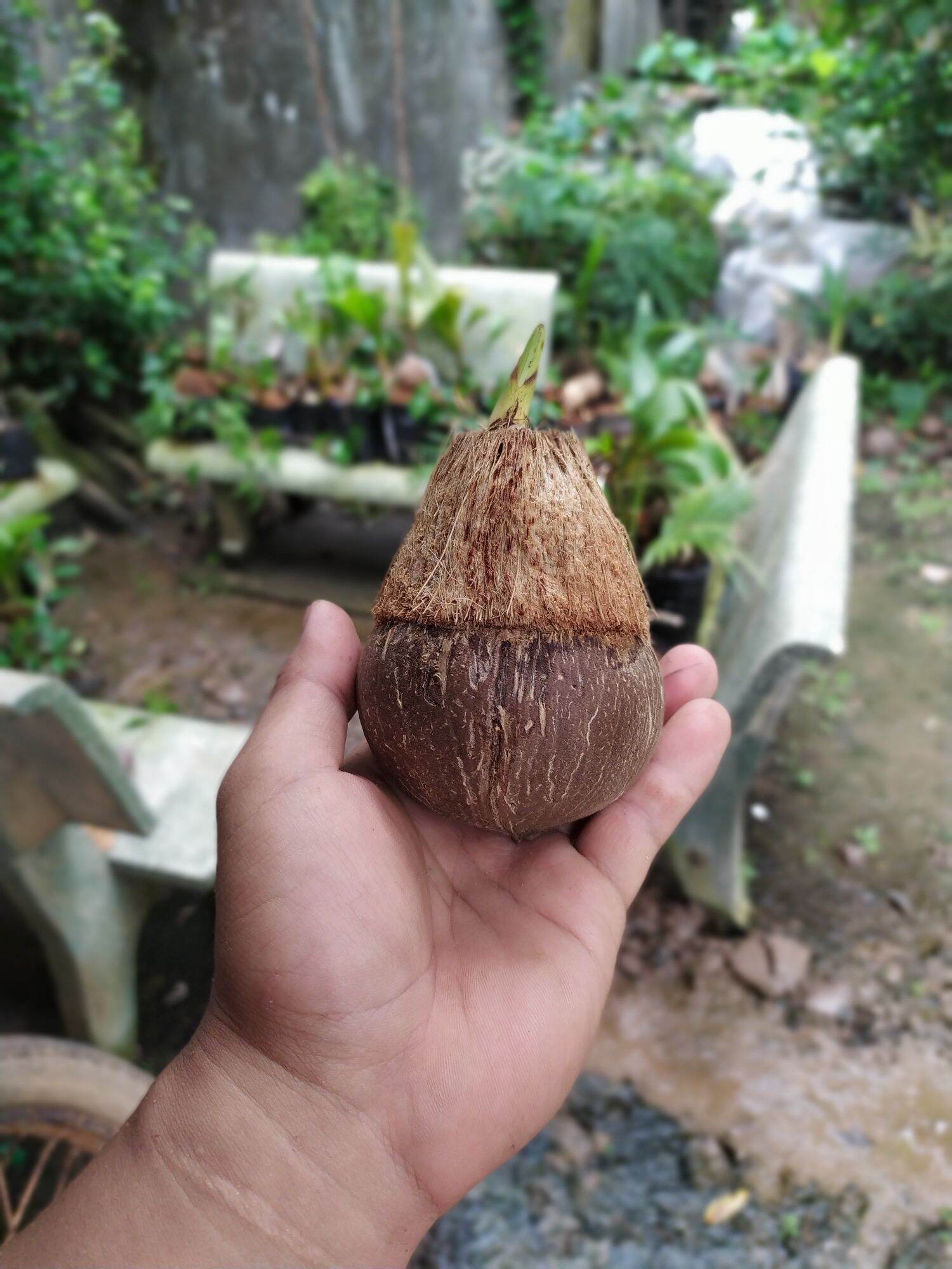 Phôi Dừa Bonsai mini - Đã đánh bóng gáo và lên lá