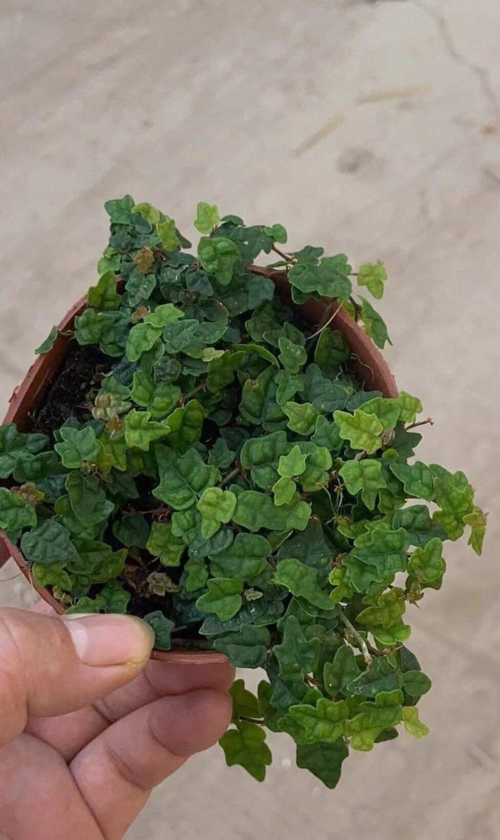 Vẫy ốc lá phong