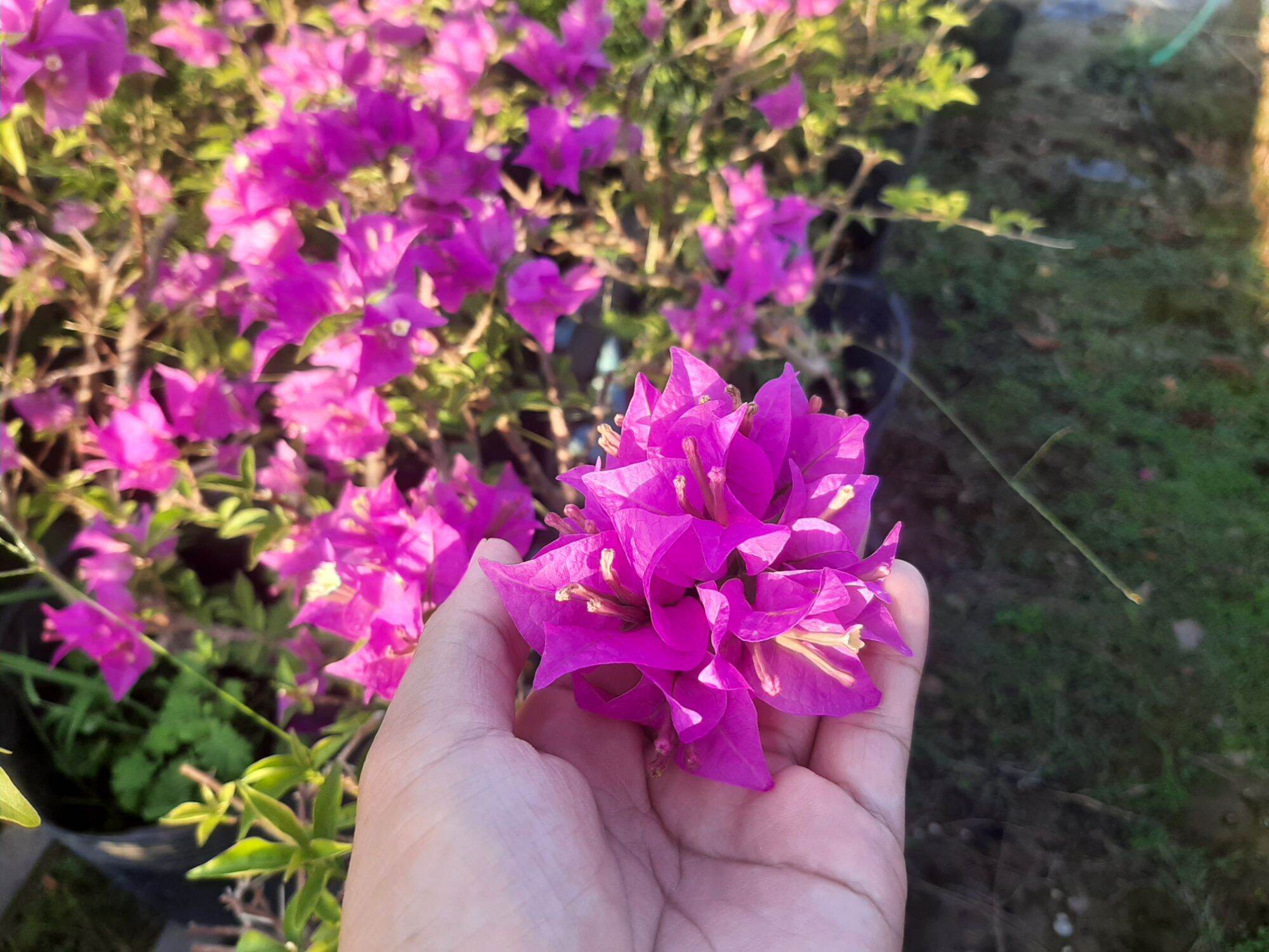 [Sale xả hàng ] Bong Garden_ Cây Hoa Giấy Vạn Hoa Lầu_ Cây trồng lâu năm, thân rất già và khỏe, thích hợp làm phôi ghép, tạo bonsai mini, rất dễ trồng, siêng hoa