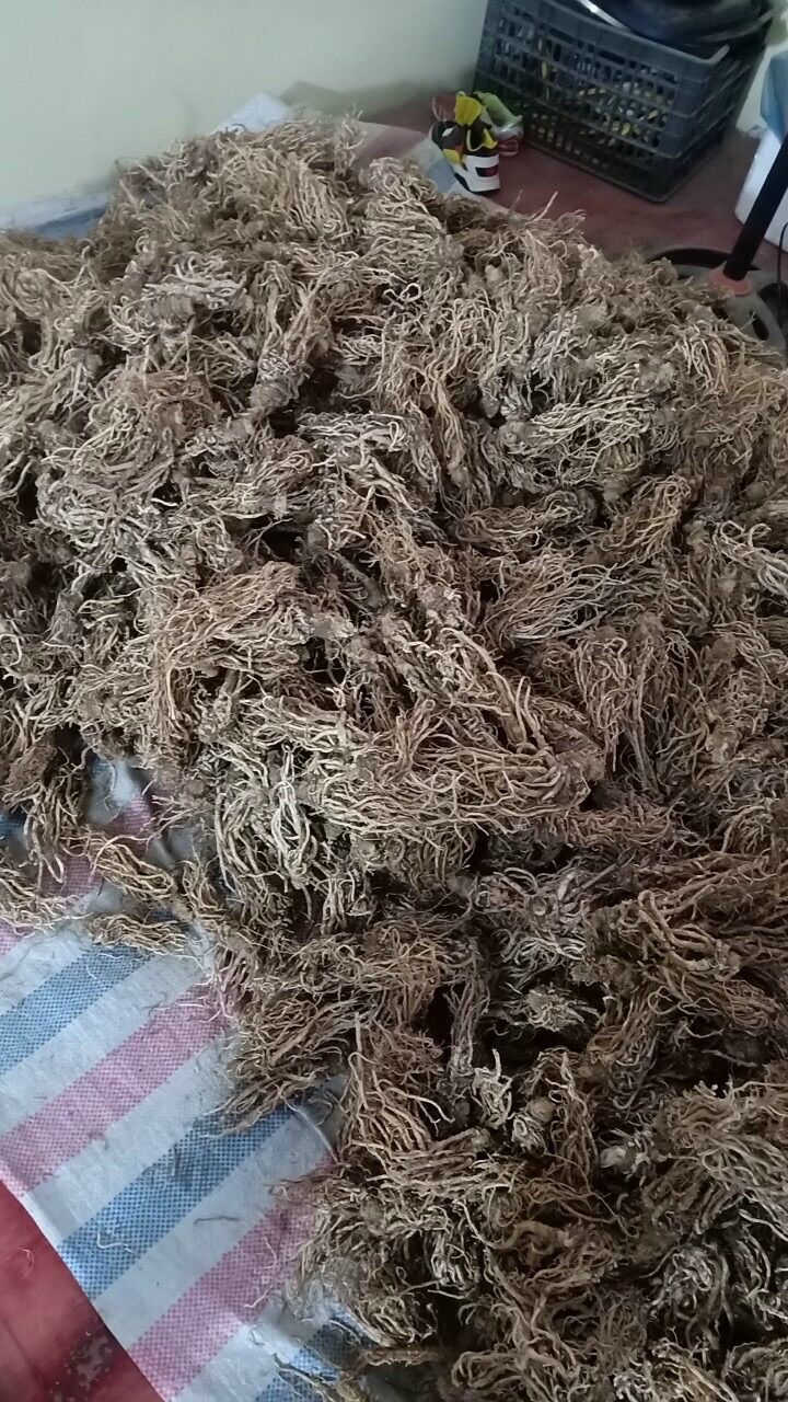 Sâm đương quy khô ( 200k/kg)