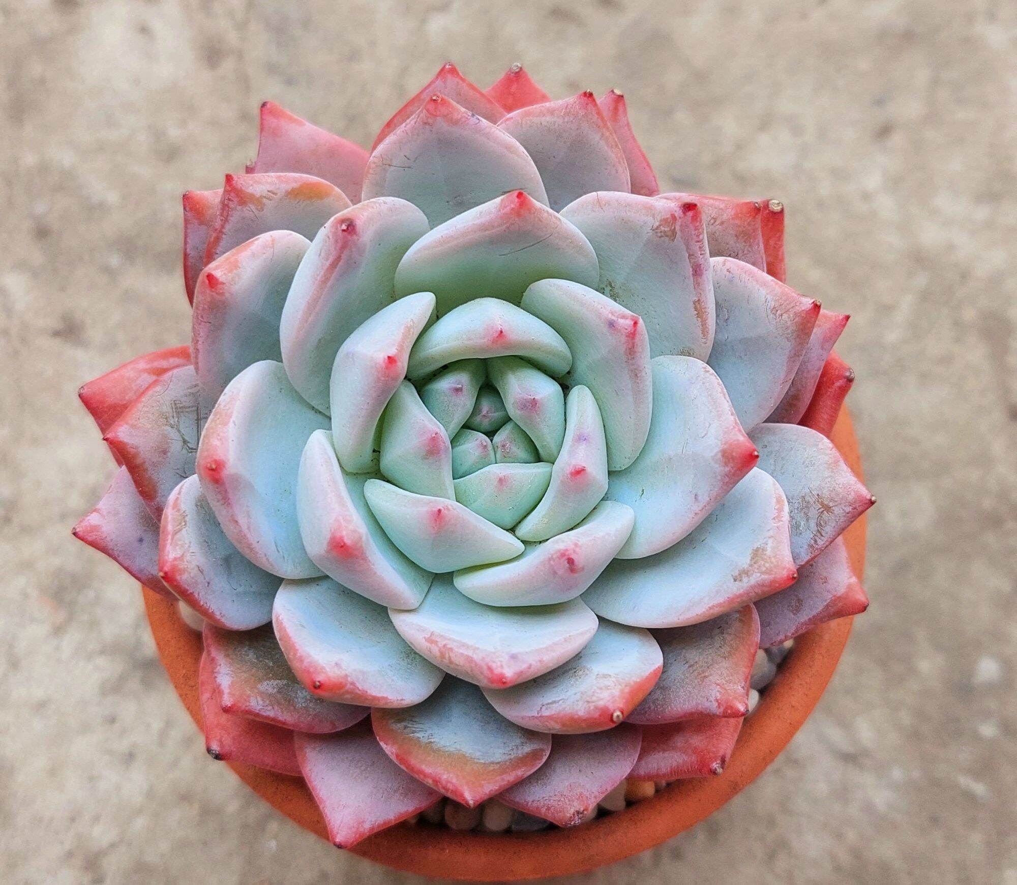 Sen đá CHIM HỒNG size trung 8 cm