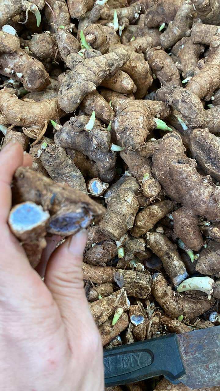 100g nghệ đen tươi mọc mầm làm giống củ to già lâu năm