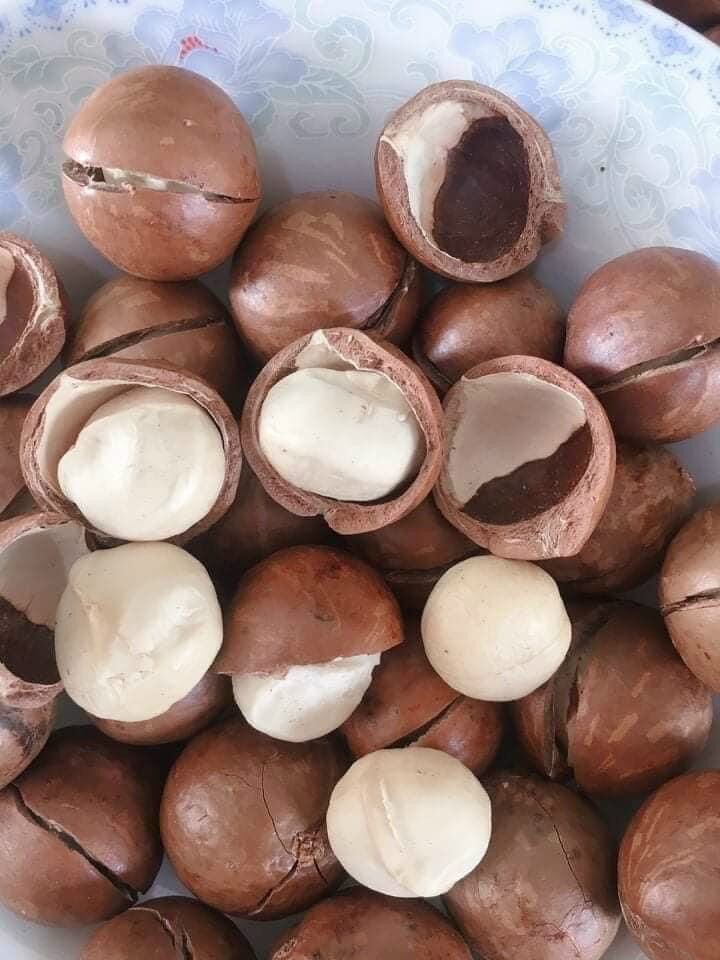 Hạt macca dăk lăk - hộp dinh dưỡng 500gr