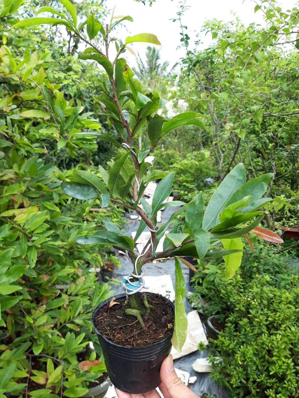 MAI CÚC THỌ HƯƠNG, LÔ CÂY NHIỀU BO