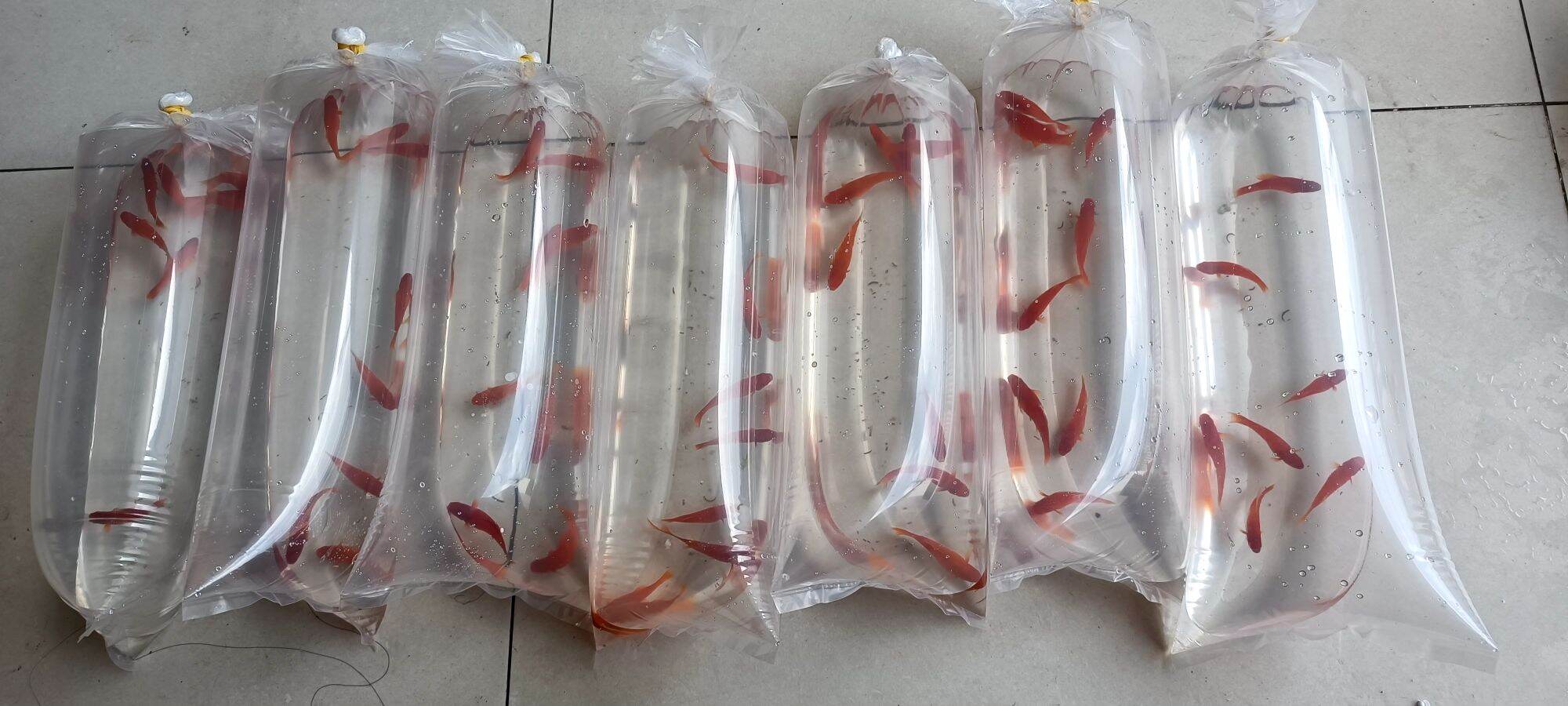 1 kg túi đóng cá Guppy, betta  - Nga Guppy - 9 size - 7