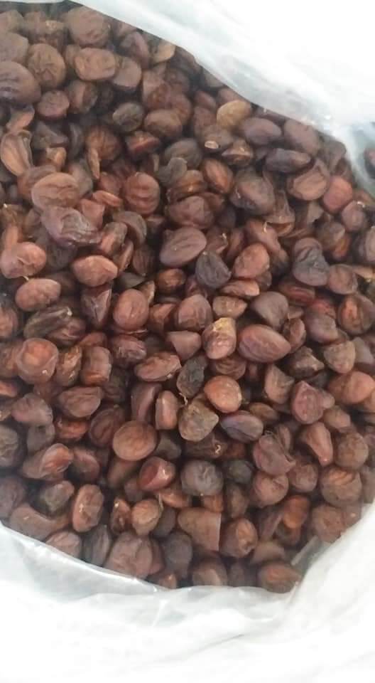 50 hạt dổi nếp chuẩn, thơm nức mũi