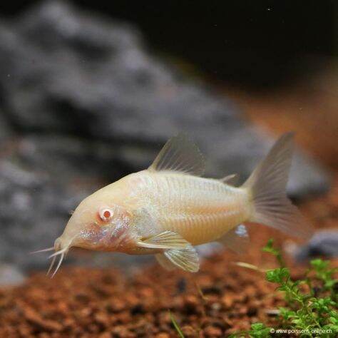 Cá chuột albino trang trí bể thủy sinh