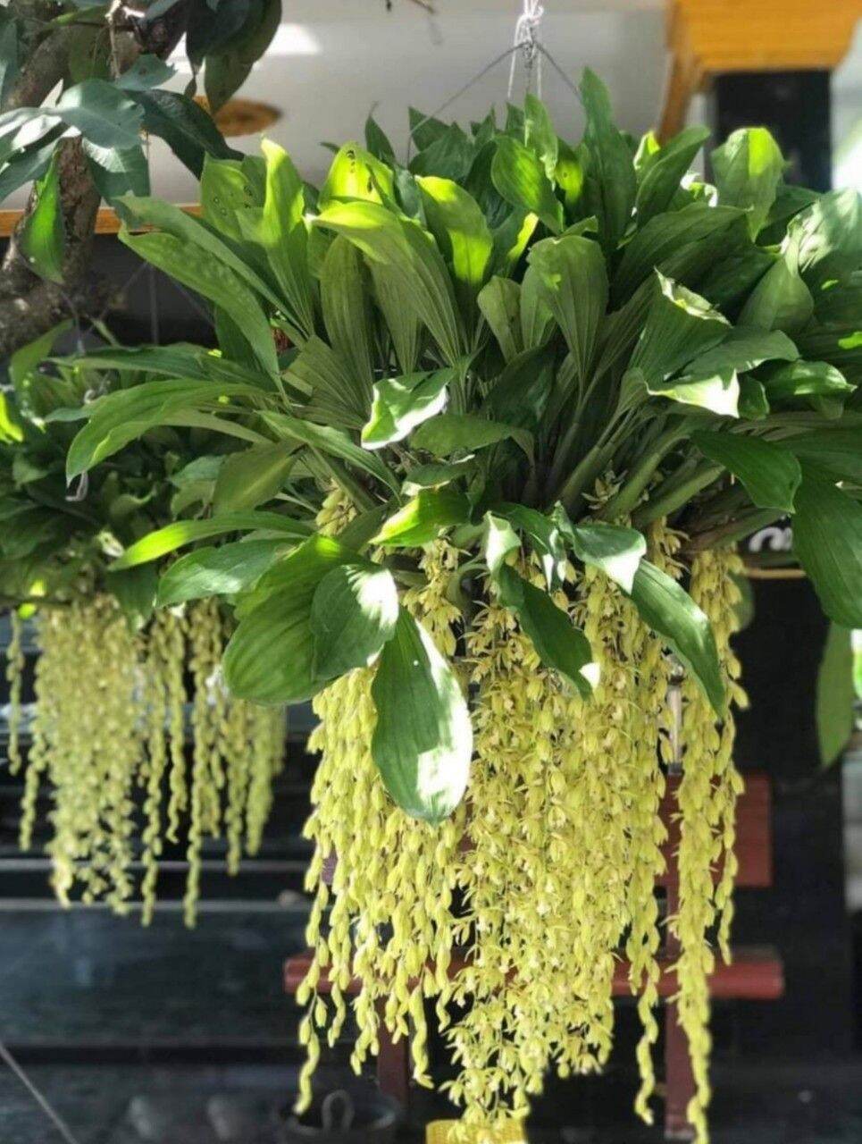 Thanh đạm Indo cây khoẻ đẹp sắp hoa