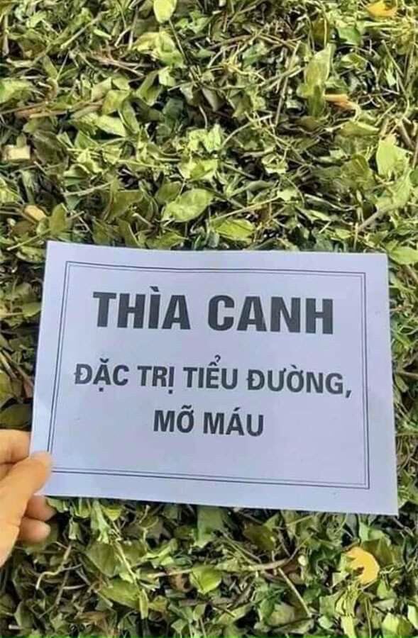 1kg Dây thìa canh,thìa canh hàng loại 1 xanh đẹp,thìa canh chuyên tiểu đường,ổn định đường huyết