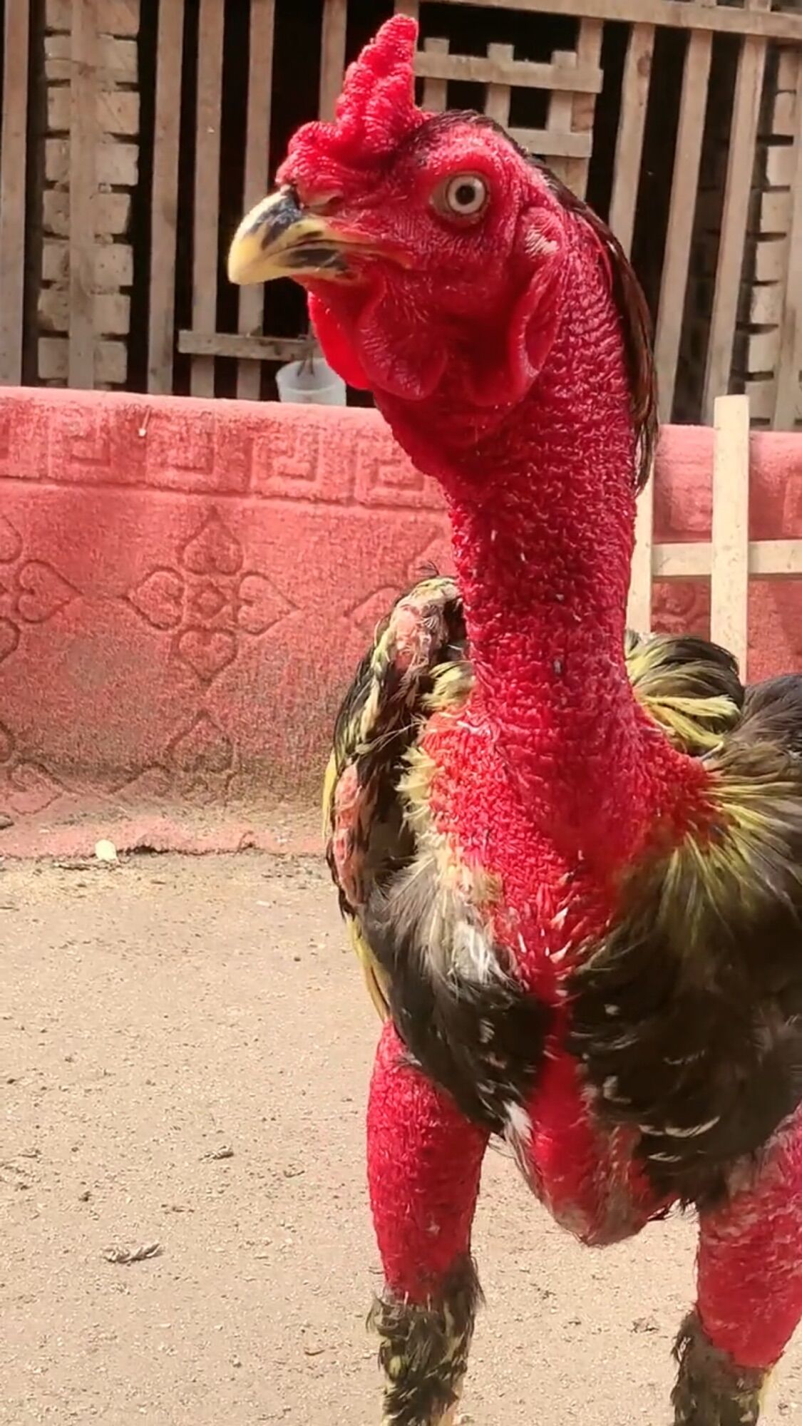Nhân Sâm - Bồi Bổ cho Gà chiến