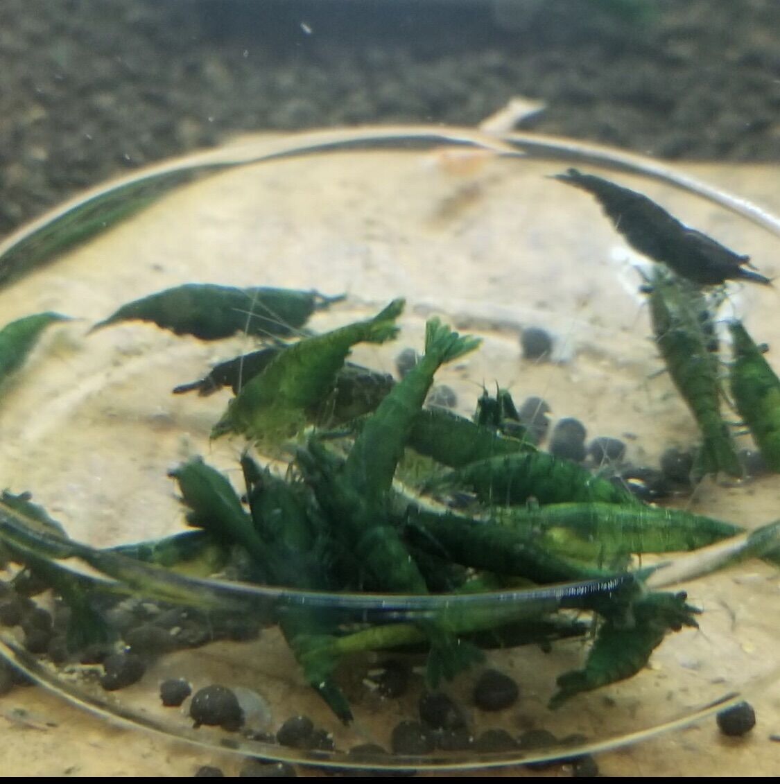 Tép màu green jade