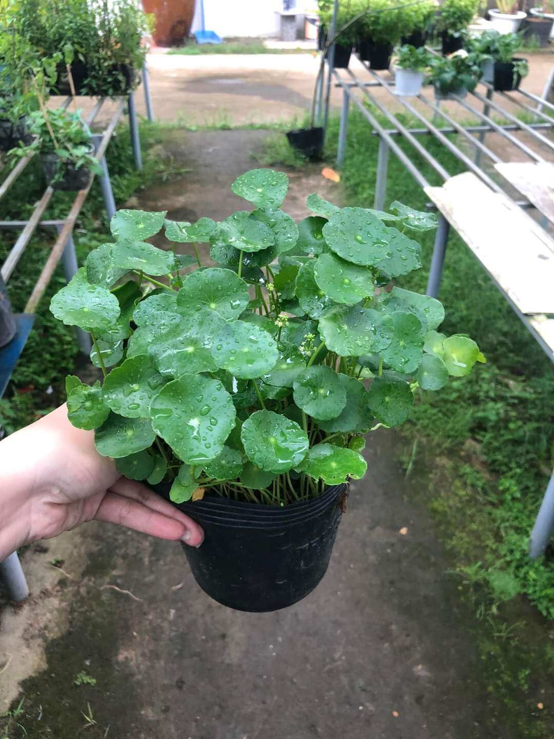 Cỏ đồng tiền