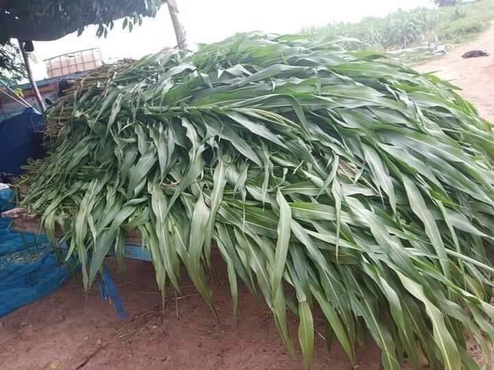 Hạt giống cỏ ngô  SUDAN LAI